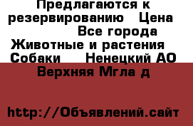 Предлагаются к резервированию › Цена ­ 16 000 - Все города Животные и растения » Собаки   . Ненецкий АО,Верхняя Мгла д.